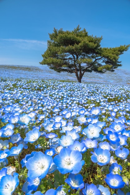 산 나무와 네모필라 아기 파란 눈 꽃밭 푸른 꽃 융단
