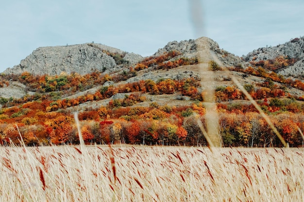 Foto la montagna e gli alberi nei colori autunnali