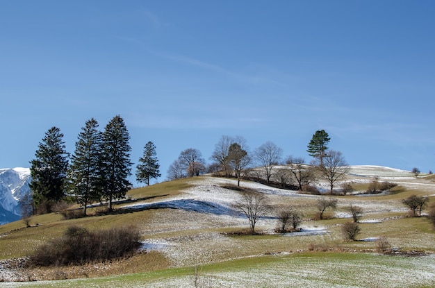 Mountain and trees