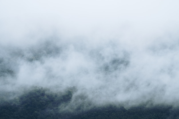 山と熱帯雨林