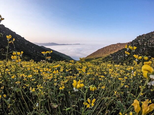 산 계곡 꽃 풍경 노란색 꽃