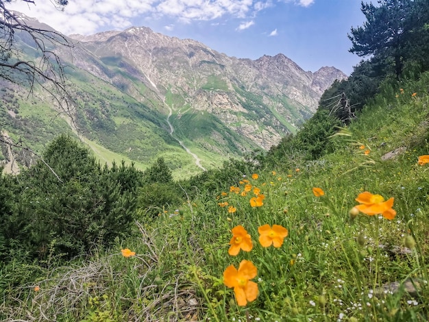 A mountain valley in the gorge of the CherekBalkar river in the vicinity of the Ushtulu tract Caucasus 2021