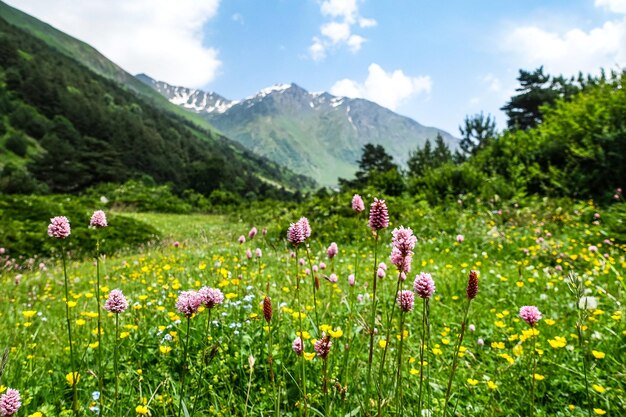 Photo a mountain valley in the gorge of the cherekbalkar river in the vicinity of the ushtulu tract caucasus 2021