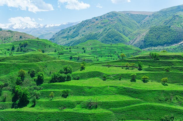 Mountain valley landscape with green agricultural terraces on the slopes and snowy peaks in the distance