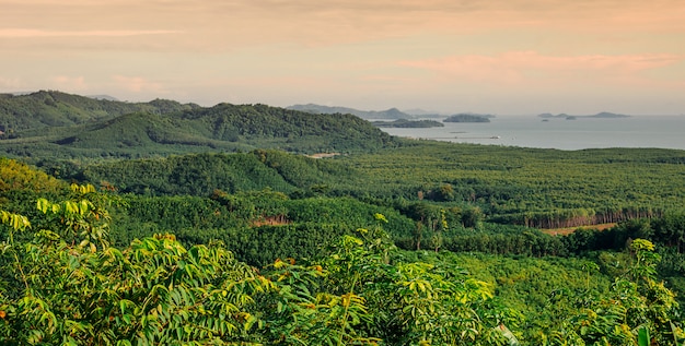 Mountain view panorama with green tree