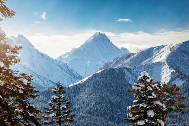 Mountain view through snow covered trees