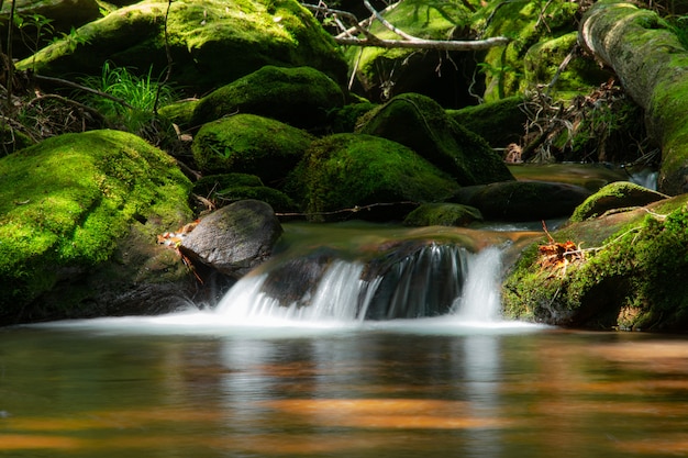 Mountain water stream flowing in green forest