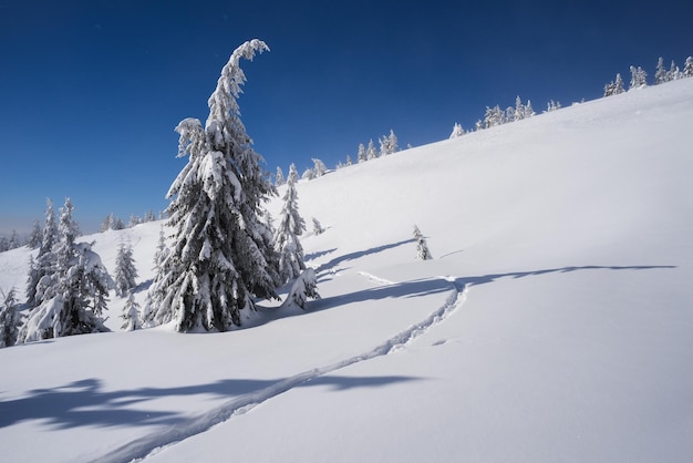 冬の山の天気。雪の中でモミの木。青い空と晴れた日。降雪後の雪のトレイルとクリスマスビュー