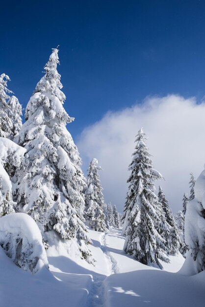 Mountain weather in winter Fir trees in snow Sunny day with blue sky