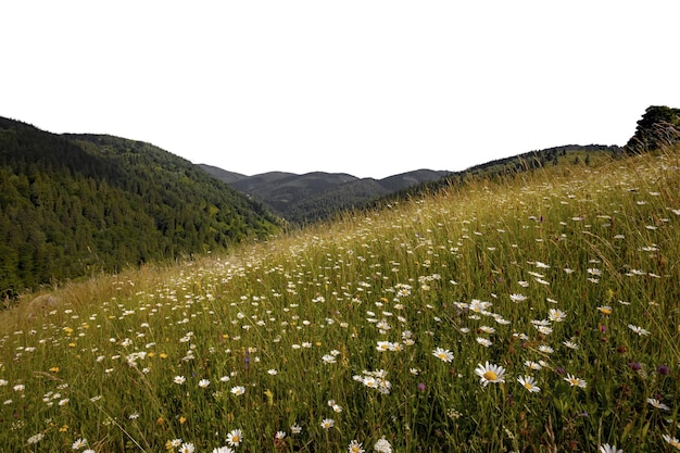 Foto una montagna sullo sfondo bianco.