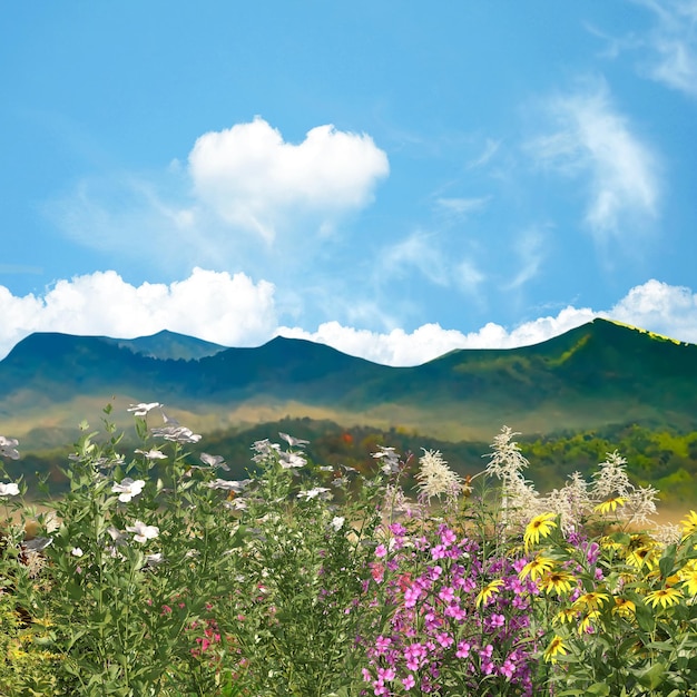 山の野生の花の青い空とハート形の白い雲が青い空に野生の野原の虹