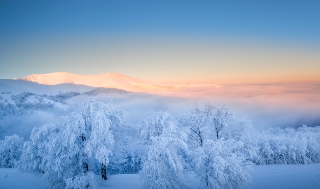 山の冬の風景。夜明けに山の頂上に雪に覆われた木。