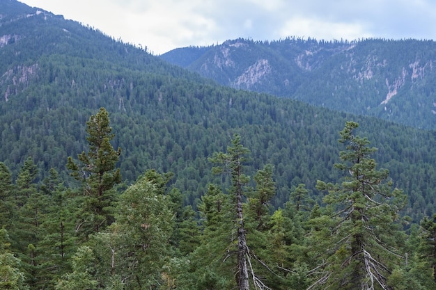 a mountain with a forest in the background and a mountain in the background