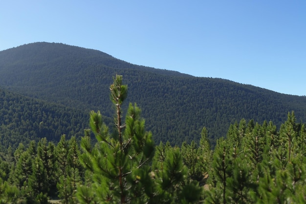 a mountain with a mountain in the background and a pine tree in the foreground