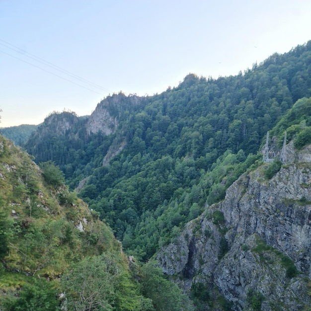 A mountain with trees and a cable line