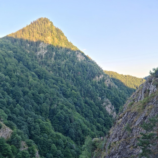 木が生えている山