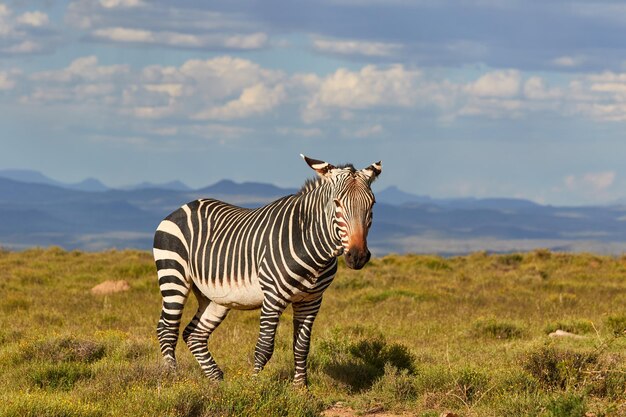 Una zebra di montagna che cammina sulla cima delle colline