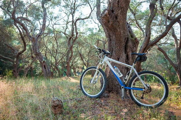Mountainbike in een olijfgaard