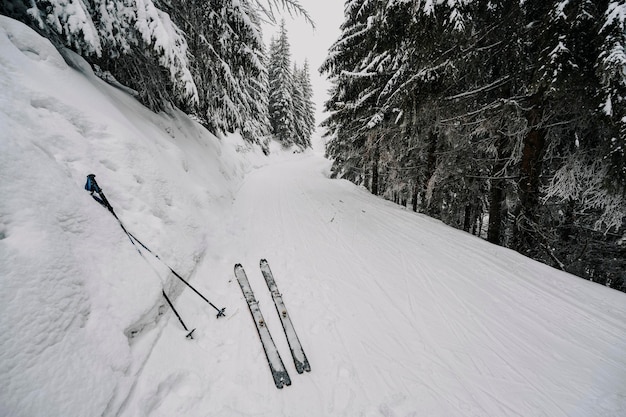 写真 登山家のバックカントリー スキー ウェーリング山で 2 つのスキー アルピニスト 雪に覆われた木々 と高山の風景でのスキー ツーリング アドベンチャー ウィンター スポーツ