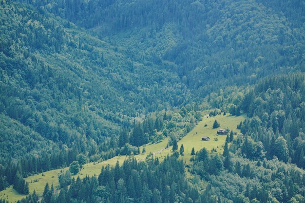 写真 森林に覆われた丘の美しい夏の山岳風景