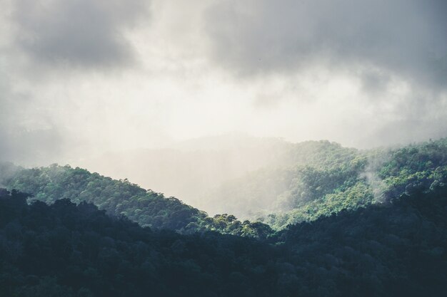 山の雨の霧と森の風景