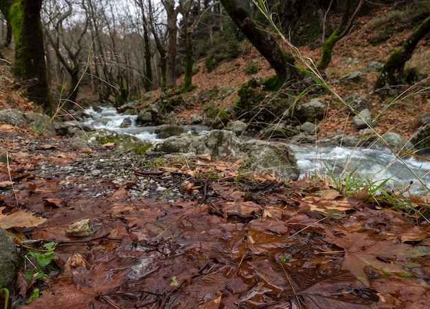 ギリシャのエヴィア島のディルフィス山に澄んだ水がある山岳の急流