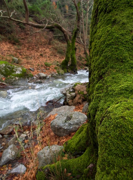 Mountainous rapid river with clear water in the mountains Dirfys on the island of Evia Greece