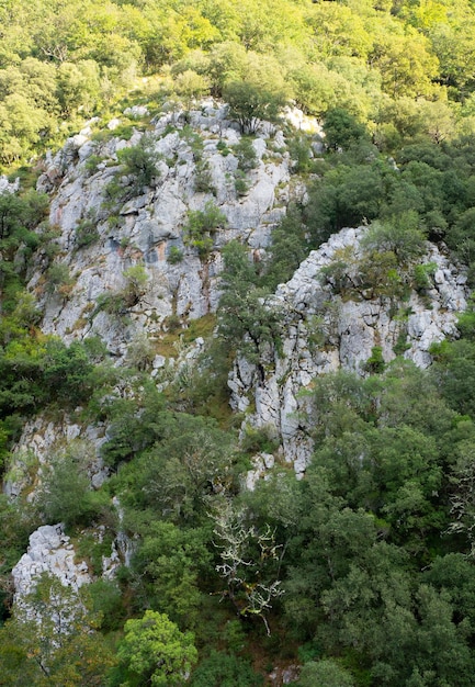 Горная скала, окруженная густым лесом