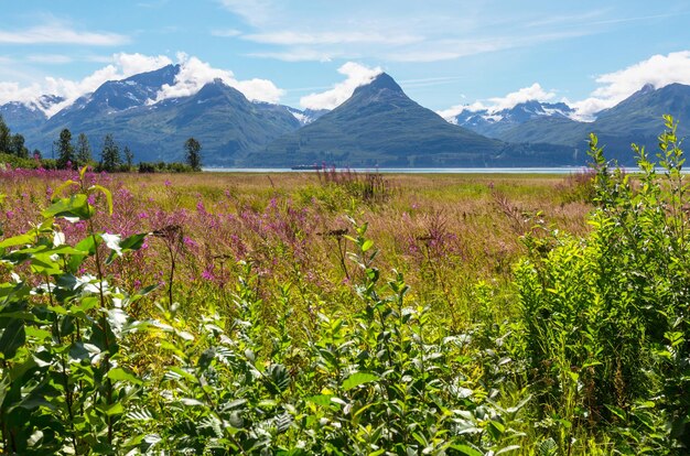 夏のアラスカの山々