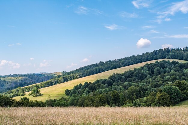 The mountains are covered with forests and meadows on top of the mountain