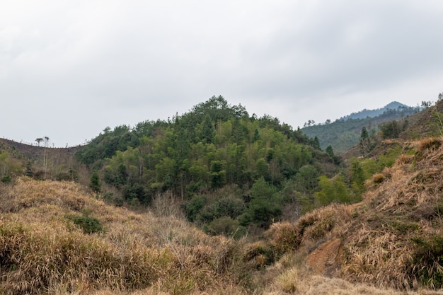 산은 숲으로 덮여있다.