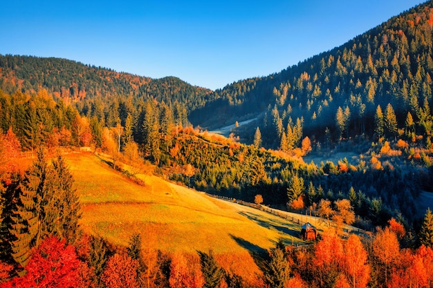 Foglie gialle dell'alba della nebbia di autunno delle montagne