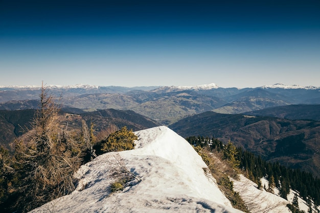 Mountains coniferous forest in the snow felling spring winter