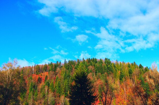 Mountains covered with forest