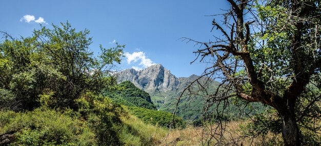 Mountains covered with green trees and grass