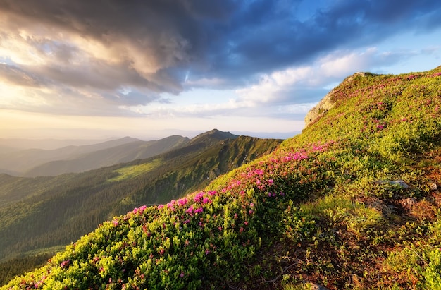 꽃이 만발한 산과 일출 산 언덕의 꽃 여름의 자연 경관 산맥 산 이미지