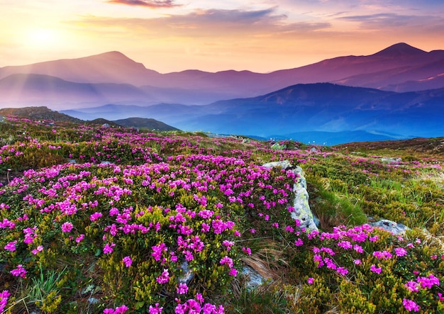 山の花