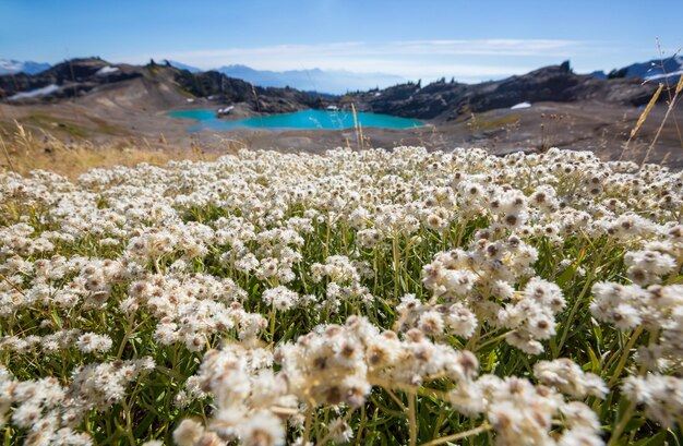 Mountains meadow