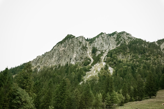 Photo mountains rock nature landscape meadow grass fog