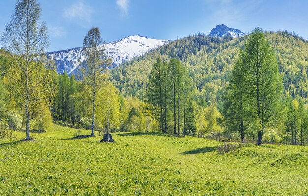 春の日の山々、緑の牧草地と森、山頂の雪