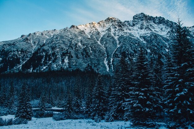 Mountains trees covered with snow.The trees are frozen.For background.