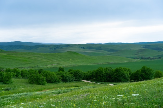 Mountains and trees in summer