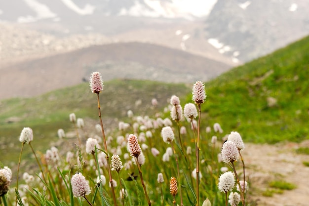 Mountains valley