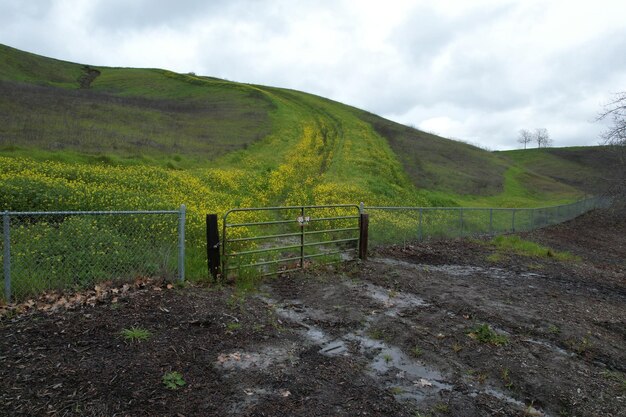 雨上がりのサンラモン周辺の山と野生の花