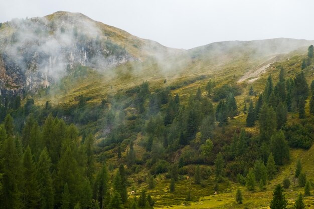 Mountains with high trees and green grass covered by clouds