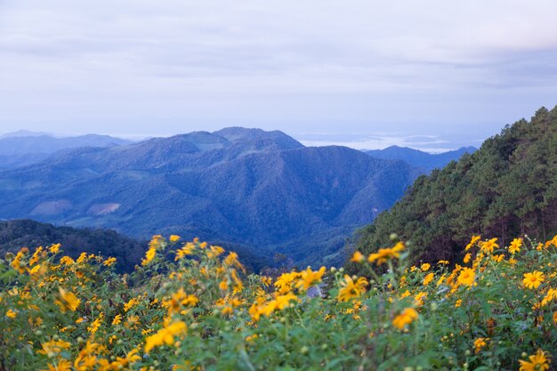 Photo mountains and yellow flowers