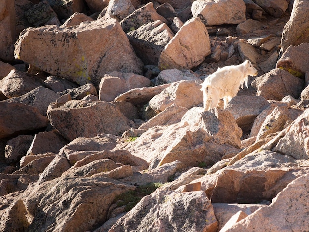 Una capra di montagna nelle montagne rocciose del colorado