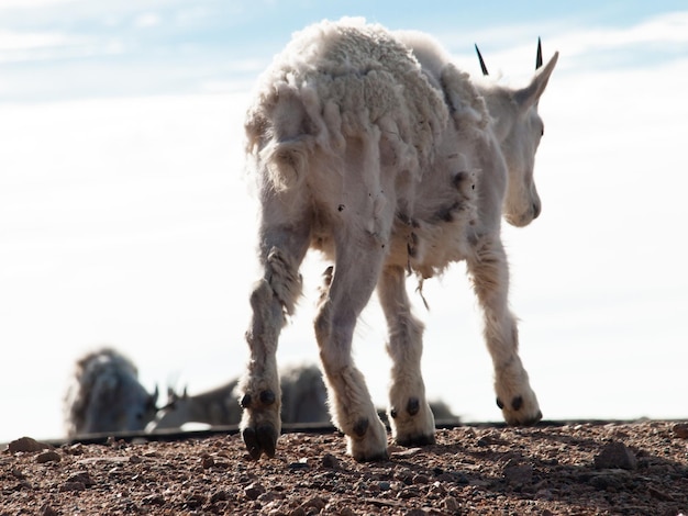 A mountian goat in the Colorado Rockies.