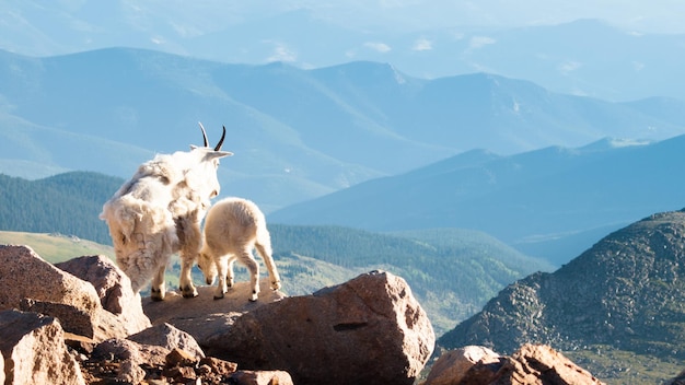 Photo a mountian goat with her baby in the colorado rockies