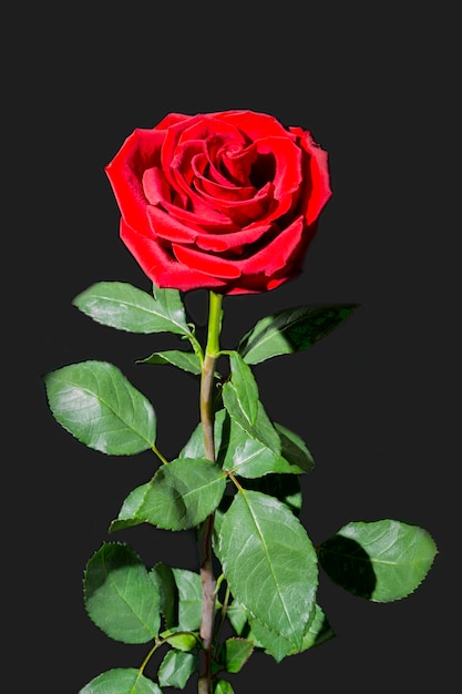 Mourning red rose on a black background with free space